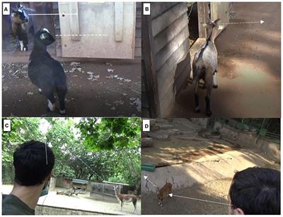 Gaze Following in Ungulates: Domesticated and Non-domesticated Species Follow the Gaze of Both Humans and Conspecifics in an Experimental Context